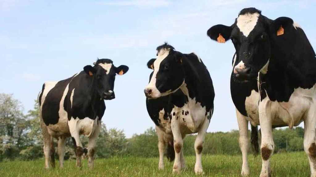 Ce village alsacien a inscrit cinq vaches à l’école maternelle pour sauver une classe