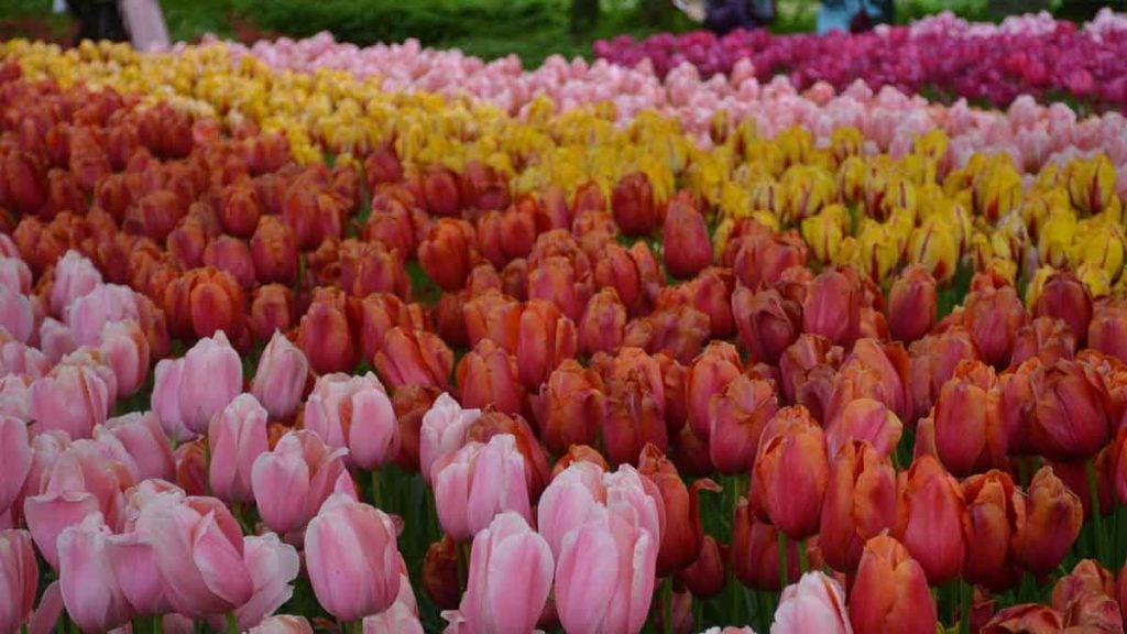 tulipes